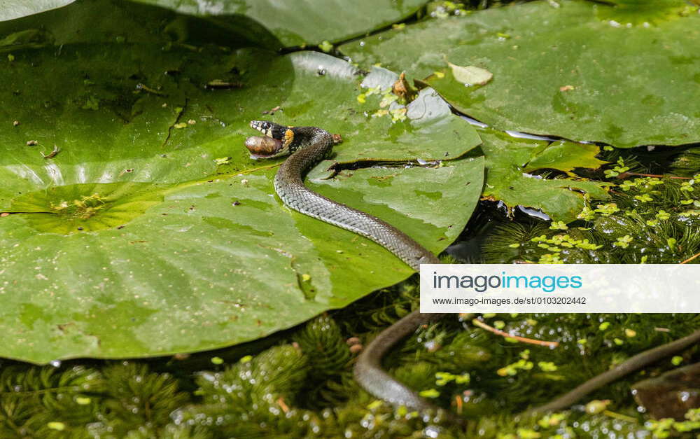 Grass snake, Ringel Natter Natrix natrix natrix , eats sea frog tadpole ...