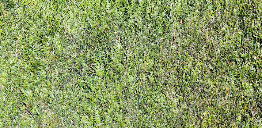 Pattern of green hedge pattern of green hedge in spring