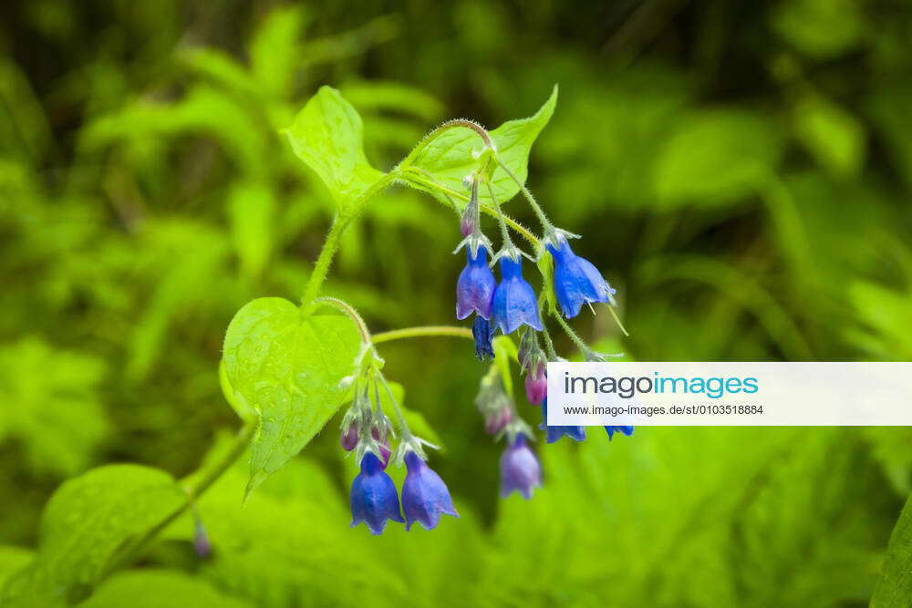 Bluebells (Hyacinthoides), Chugach State Park, South-central Alaska in ...