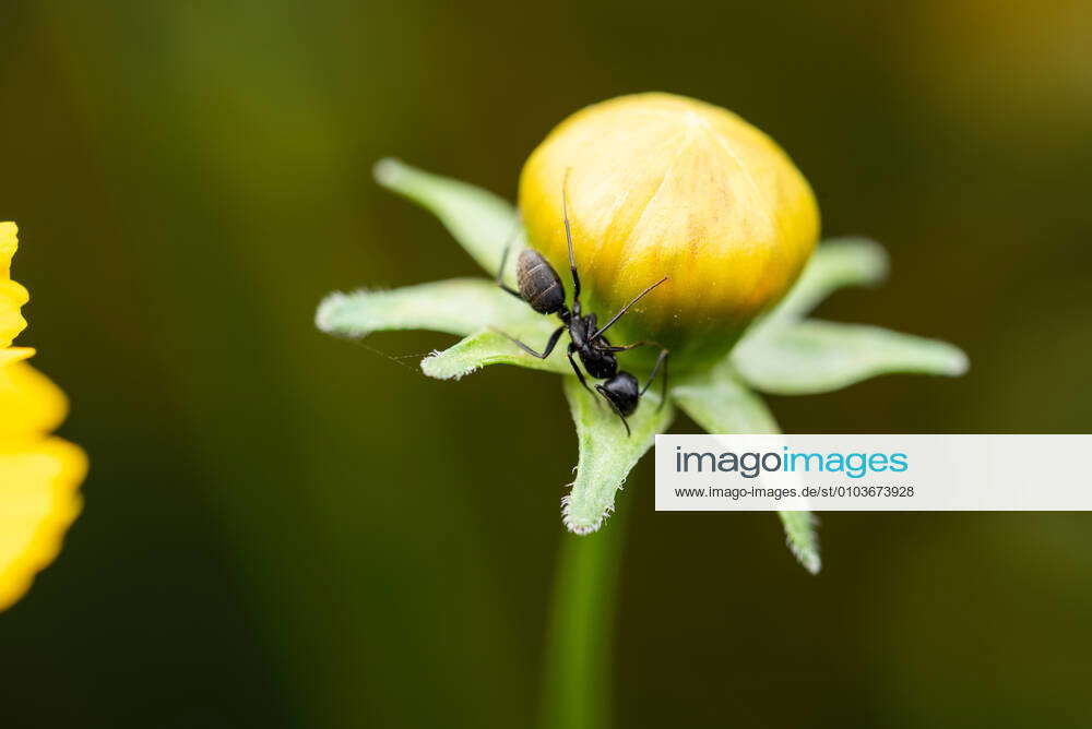 Closeup of black ants on buds