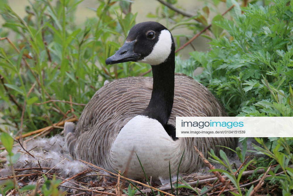 Canada goose support deutschland hotsell