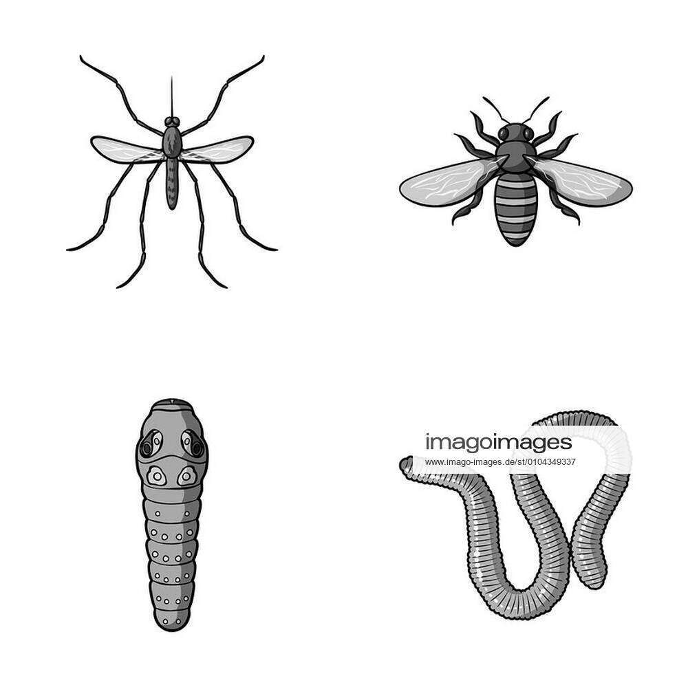 Worm, centipede, wasp, bee, hornet. Insects set collection icons