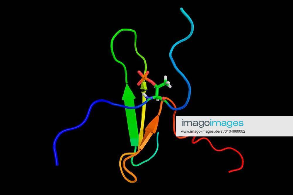 Tau proteins (3d structure shown) stabilize microtubules. Abundant in