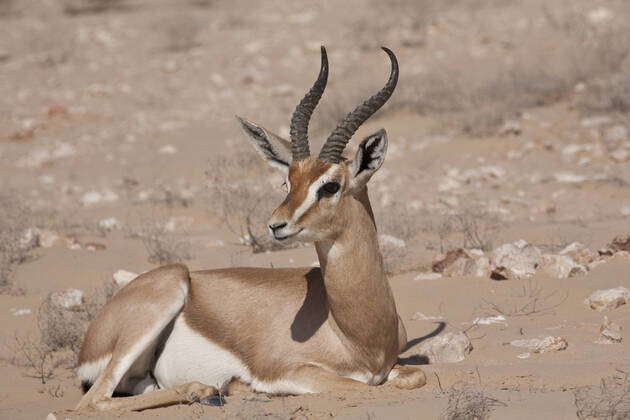 Arabian Oryx Sanctuary Stock Photos – License High‑Quality Images | IMAGO