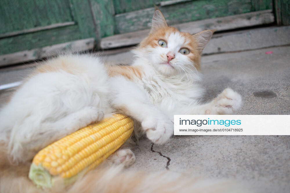 Cat Japanese rice
