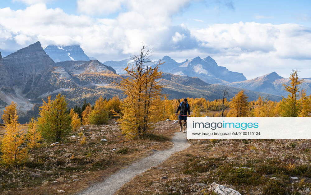 Walking Dog From Egypt Lakes to Healey Pass in Banff National Park