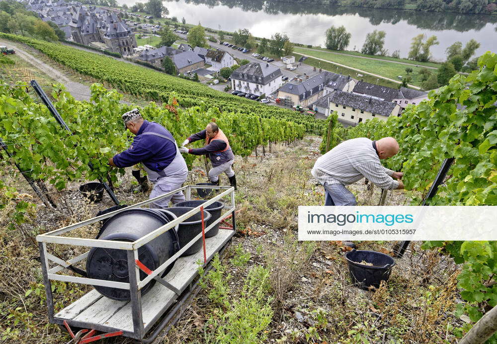 DEU , DEUTSCHLAND : Weinlese an der Mosel in Lieser : ein Winzer (r 