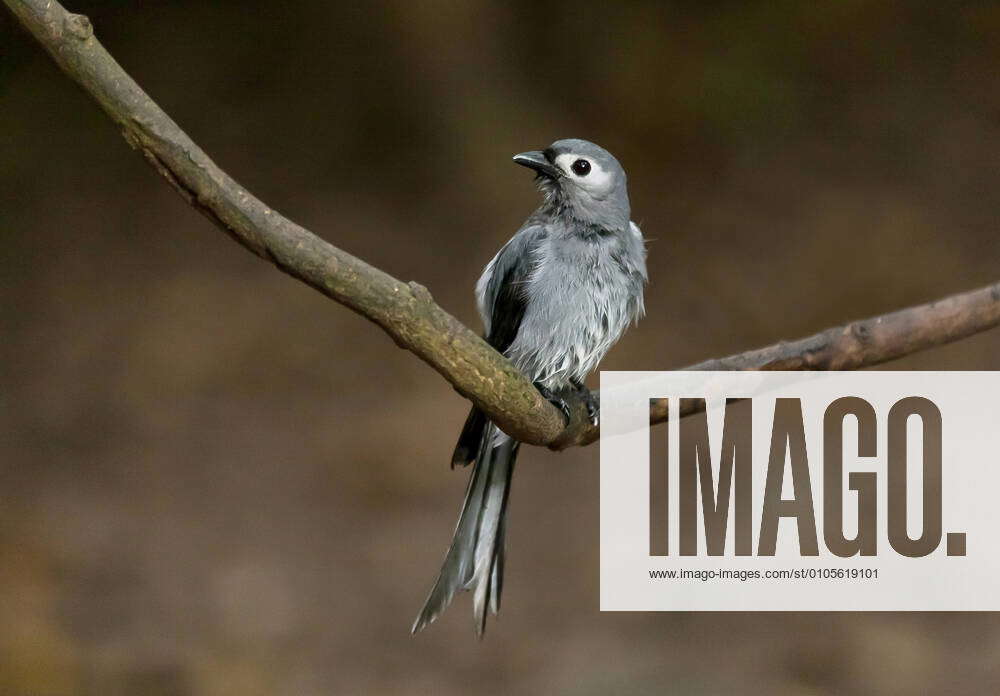 Thailand, Kaeng Krachan, Ashy Drongo on a branch