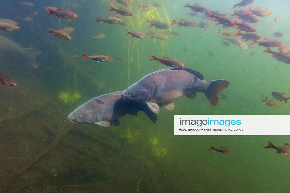 Carp, River carp, River carp, Wild carp, Wild carp Cyprinus carpio ...