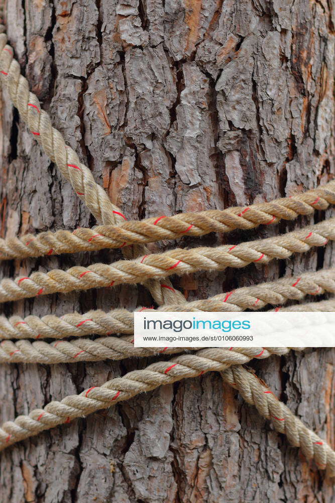 Tree bark with rope