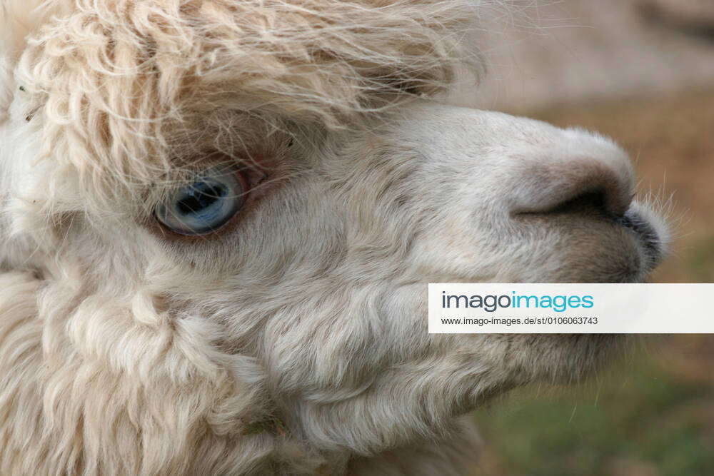 White alpaca with blue eyes close up