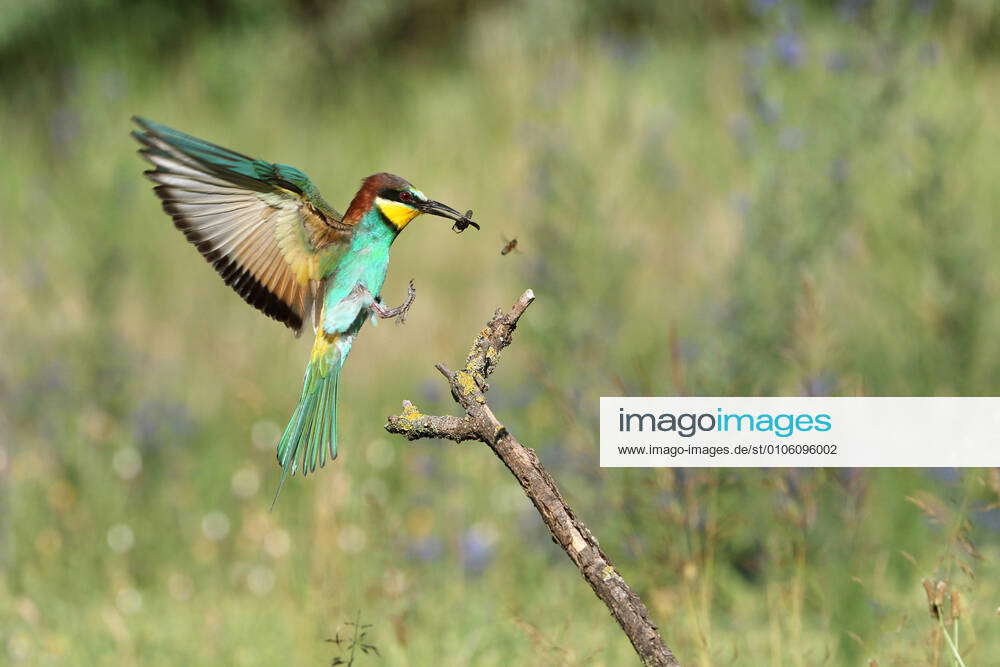 Bee-eater Merops apiaster , landing on a branch with an insect in its ...