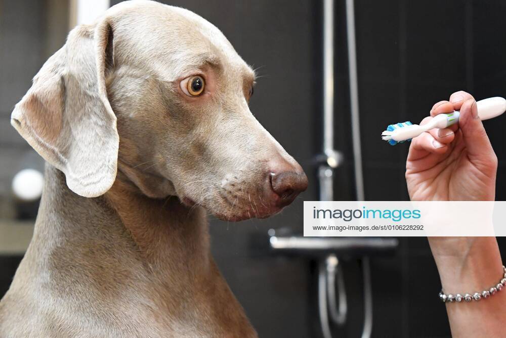 Dog owner brushes the teeth of her dog, a Weimaraner, in Helsinki