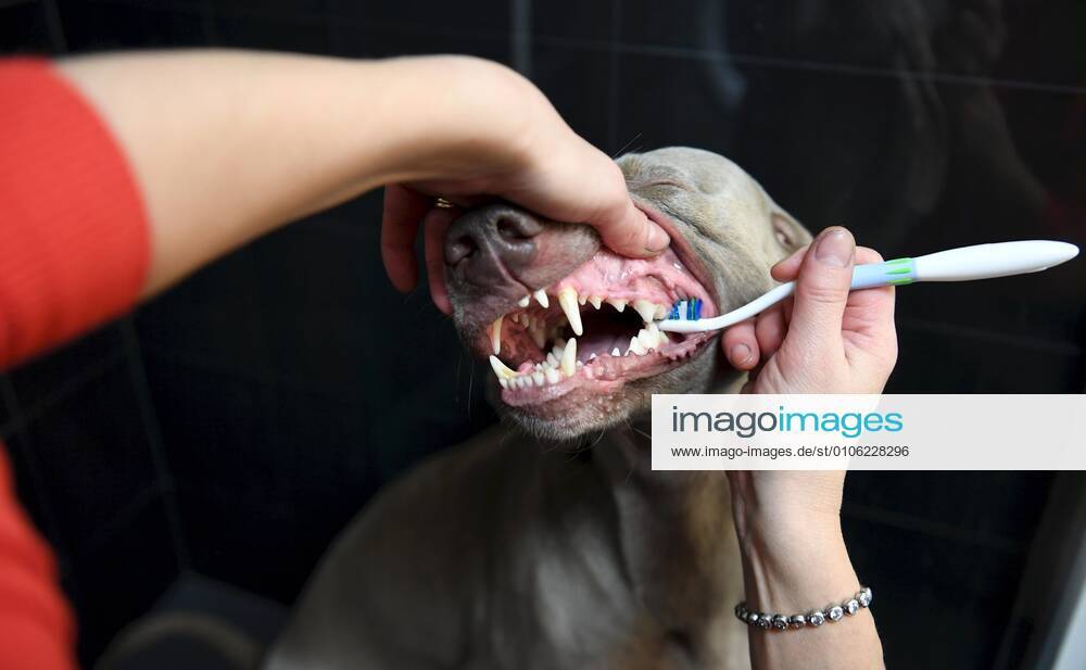 Dog owner brushes the teeth of her dog, a Weimaraner, in Helsinki
