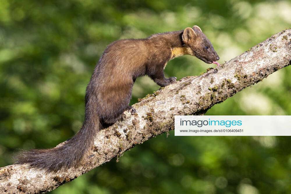 Pine marten, Tree marten, Sweet marten, Sweet marten Martes martes ,  standing on an old tree trunk