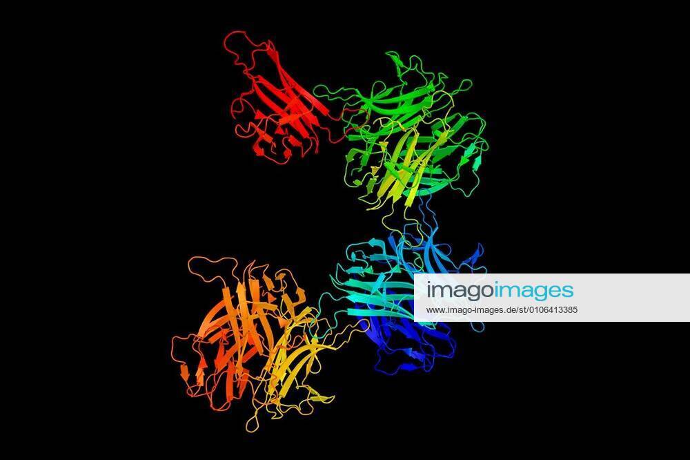 B-cell Activating Factor, Necessary For Maintaining Normal Immunity. A ...