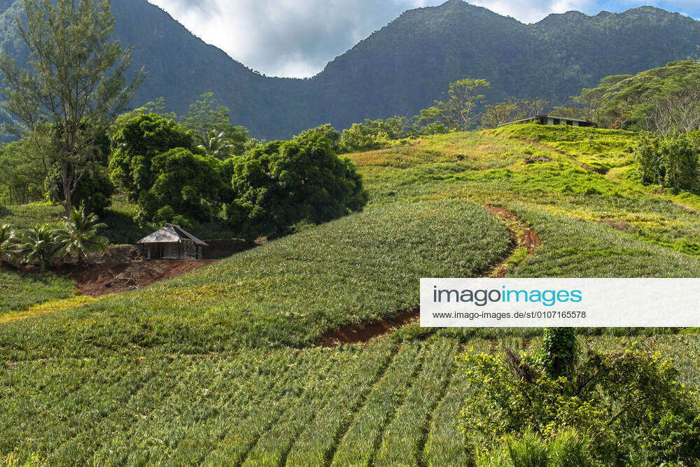 A pineapple farm on the island of Moorea, with mountains rising in the