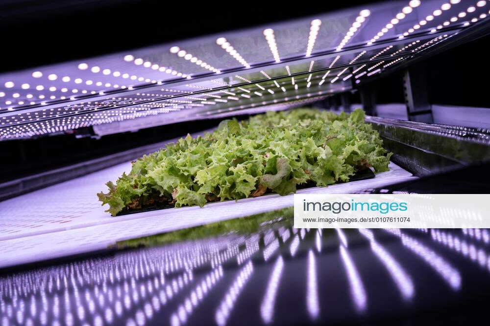 One of the worlds largest vertical farms, Nordic Harvest, opens in ...