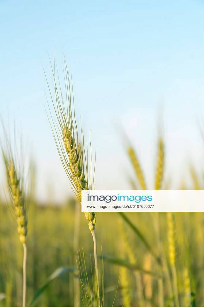 Barley grain hardy cereal that has coarse bristles extending from the