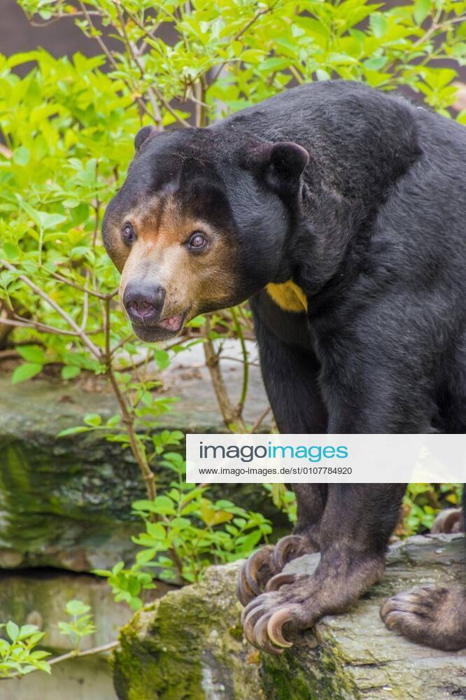 Honey or sun bear siiting on a rock xYAYxMicrox xYAYxMicrox