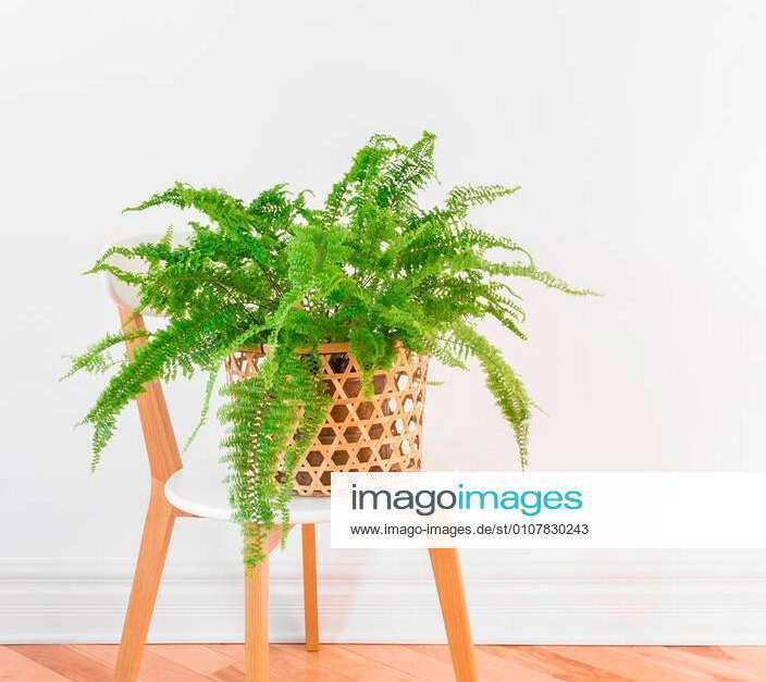 beautiful-green-boston-fern-plant-in-a-basket-on-a-stylish-chair-on