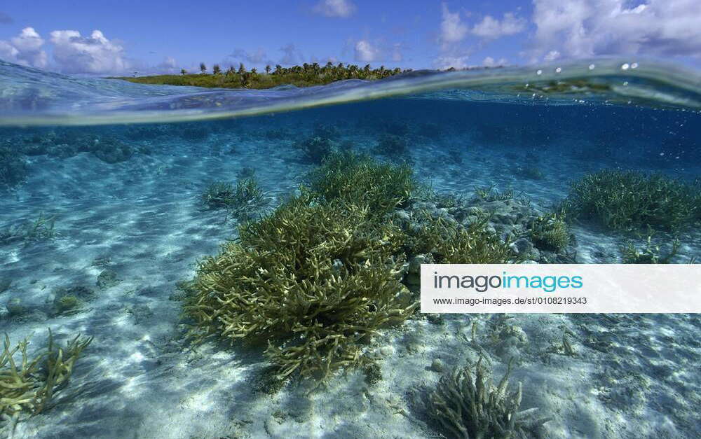 Split image of staghorn coral, Acropora sp. , and uninhabited island ...