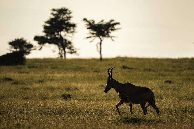 Hartebeest (Alcelaphus buselaphus aka Kongoni) at El Karama Ranch ...