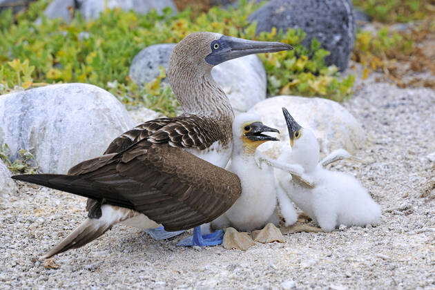 Blue-footed Booby Sula nebouxii , with young, chicks in nest, Lobos ...