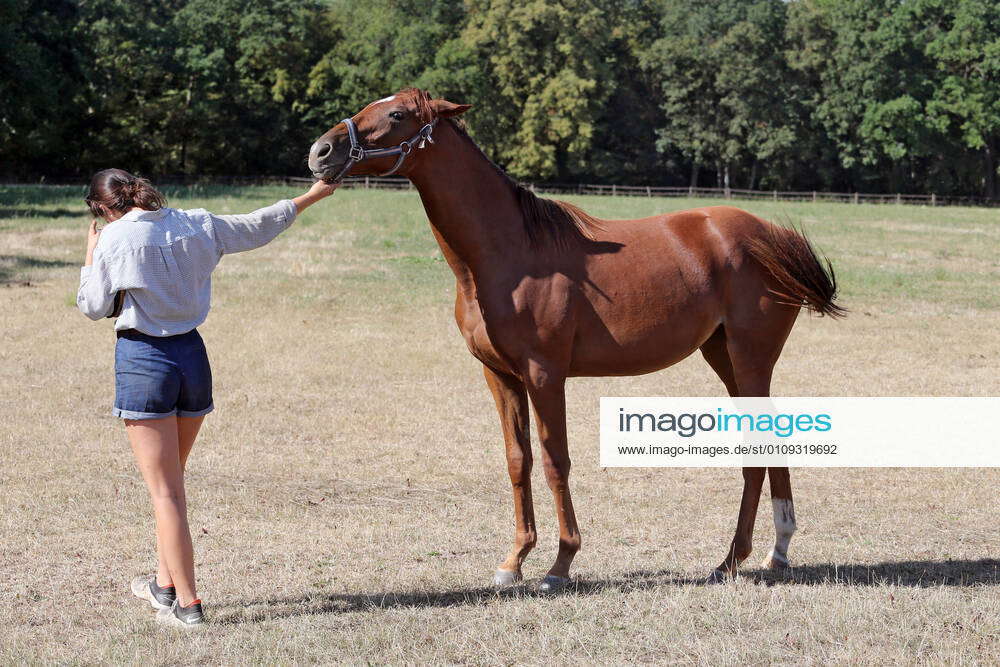 24 08 2020, Bubenheim, Rheinland Pfalz, GER Horse refuses to go forward