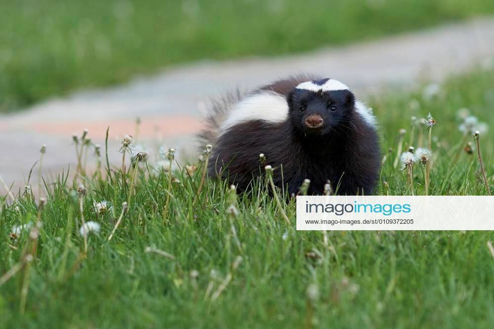 Humboldt s hog-nosed skunk (Conepatus humboldti) searching for food in ...