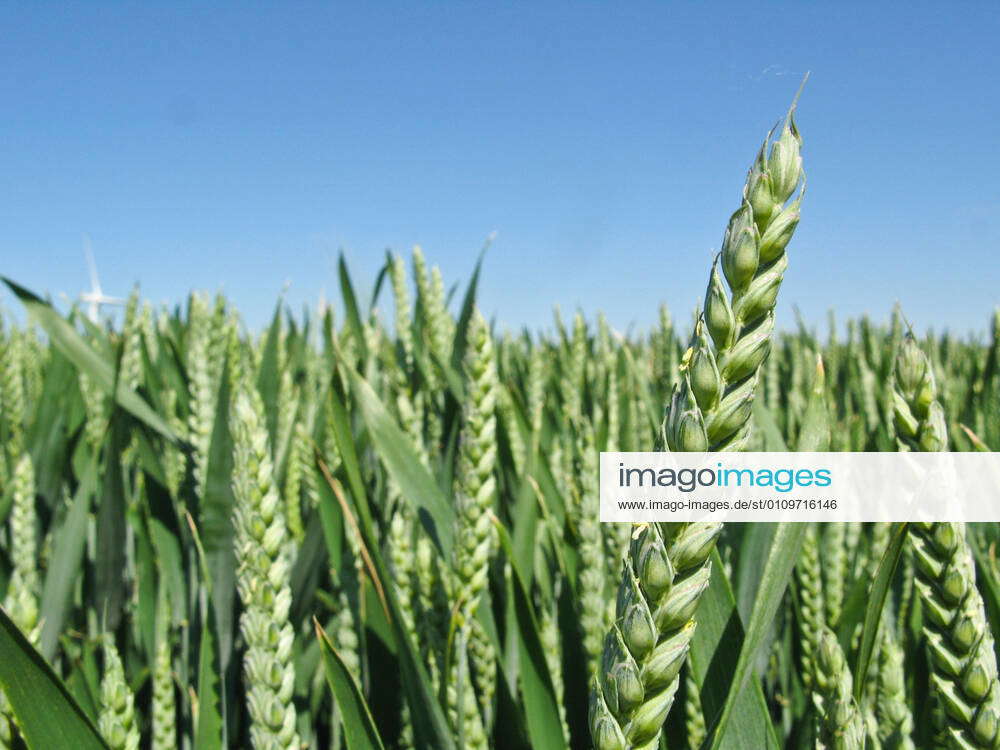 Weizenähren Getreide Grüne Weizenähren vor der Abreife in einem ...