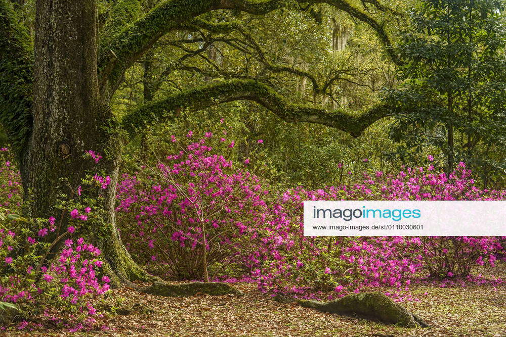 Flowering azaleas and southern live oak in early spring, Jungle Gardens ...