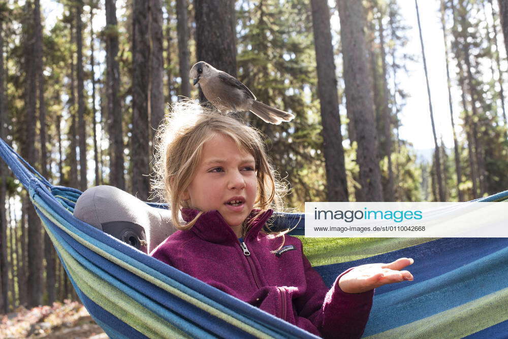 Canada Jay antics, Turner Lakes canoe chain, Tweedsmuir Provincial Park