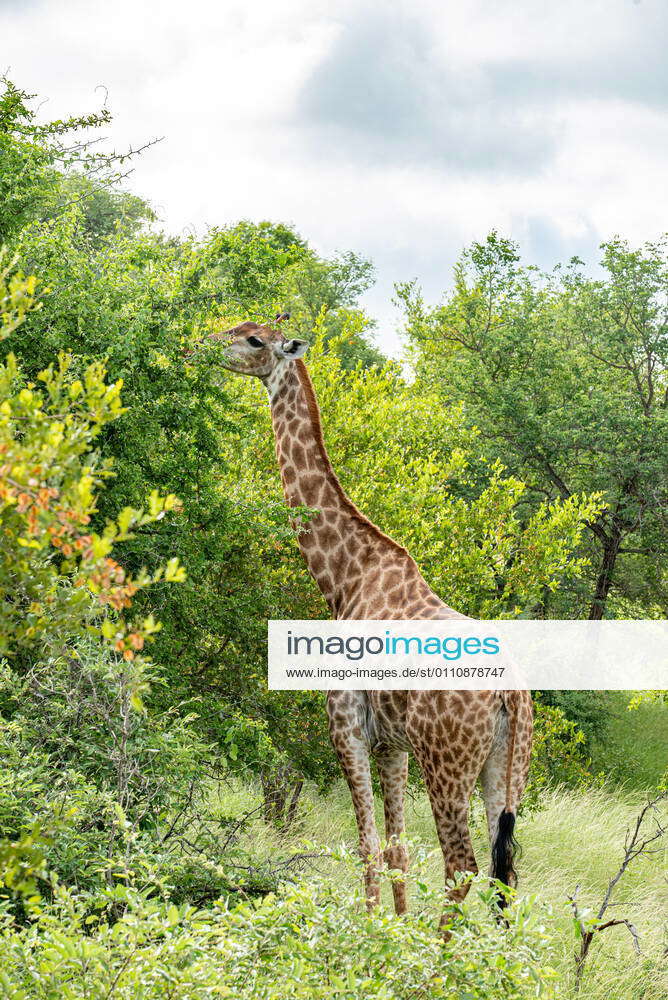 Balule Nature Reserve Giraffe in Balule Nature Reserve in South Africas ...