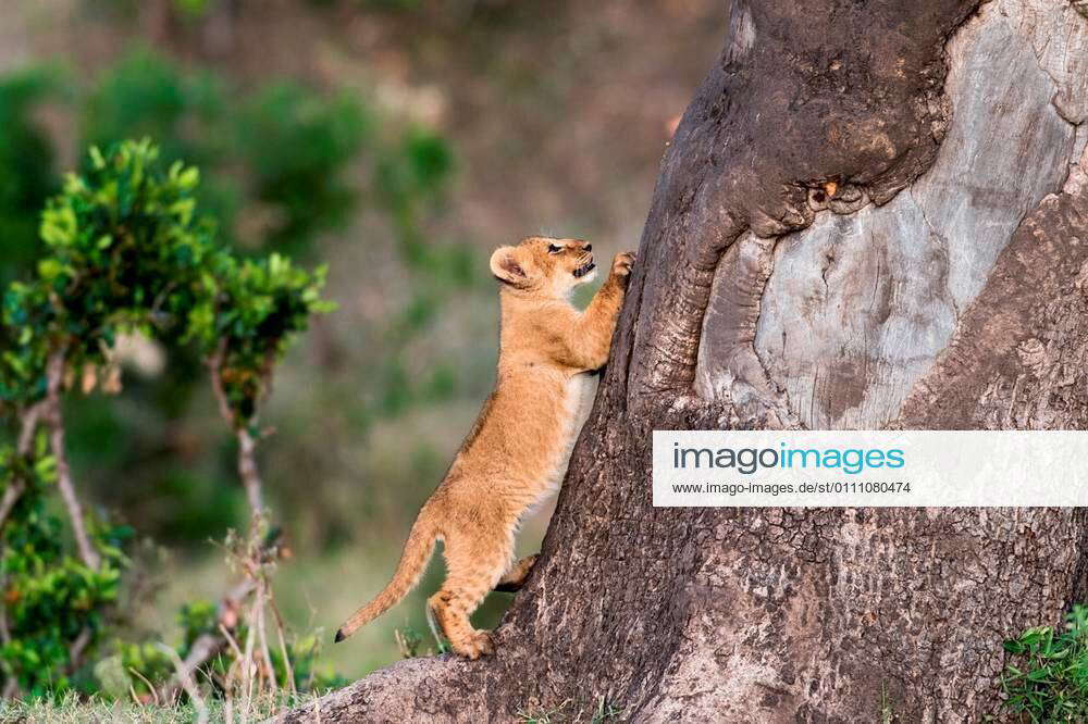 Cute lion cub trying to climb a tree in Masai Mara Game Reserve, Kenya ...