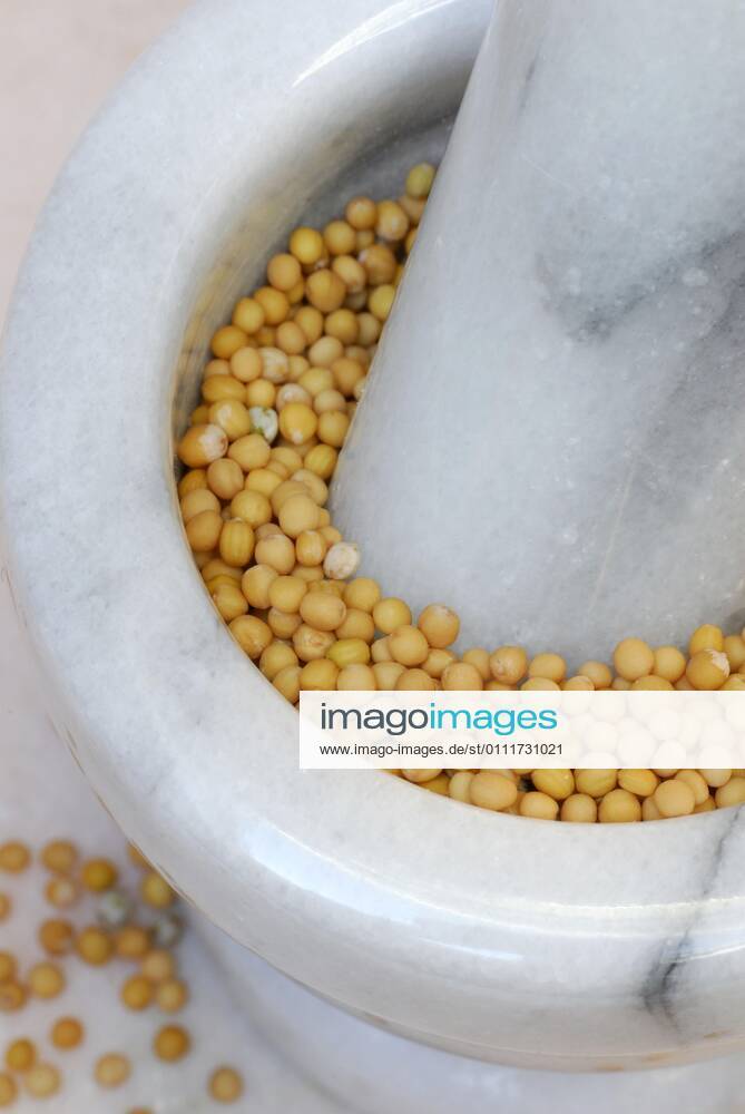 Mustard Sinapis alba , mustard seeds in mortar, pestle, mustard seed