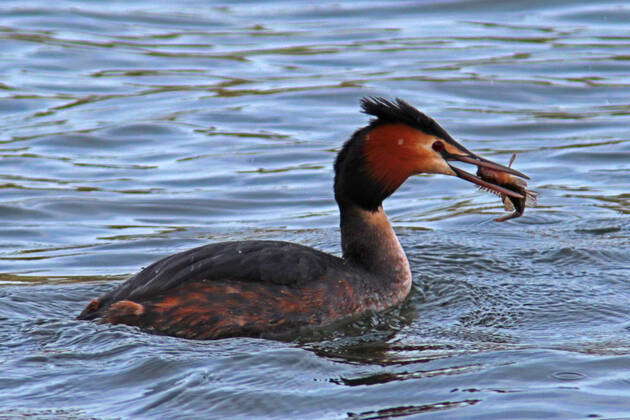 Native predators for fish A Great Crested Grebe captures a small perch ...