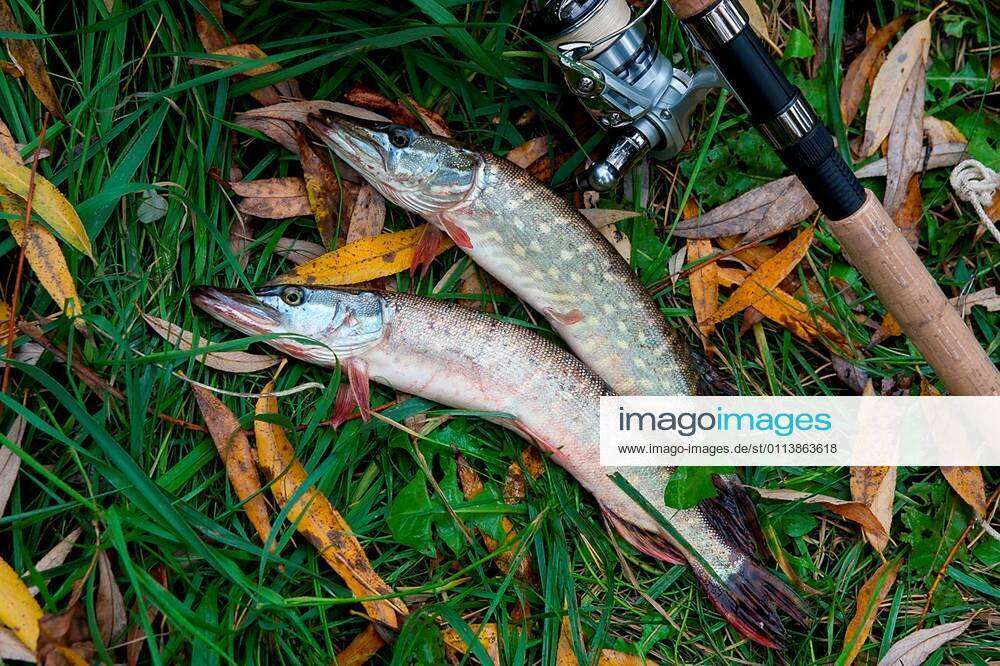 Freshwater Northern pike fish know as Esox Lucius and fishing rod with reel  lying on green