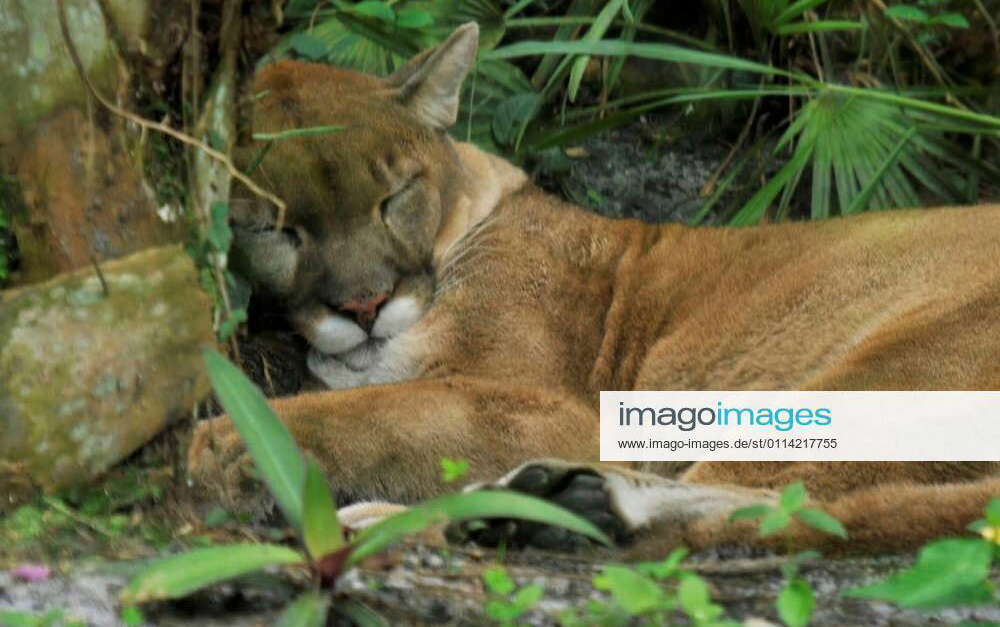 The Florida Panther sleeping xFotosearchxLBRFx xdoncon402x