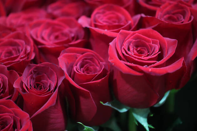 Russian Three Roses MOSCOW, RUSSIA - : Roses for sale at the Rizhsky flower market ahead of ...