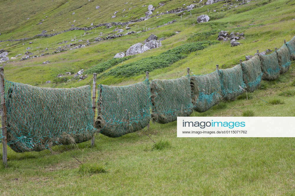Hay is dried in old fishing nets, make hay, Faeroeer drying hay on old