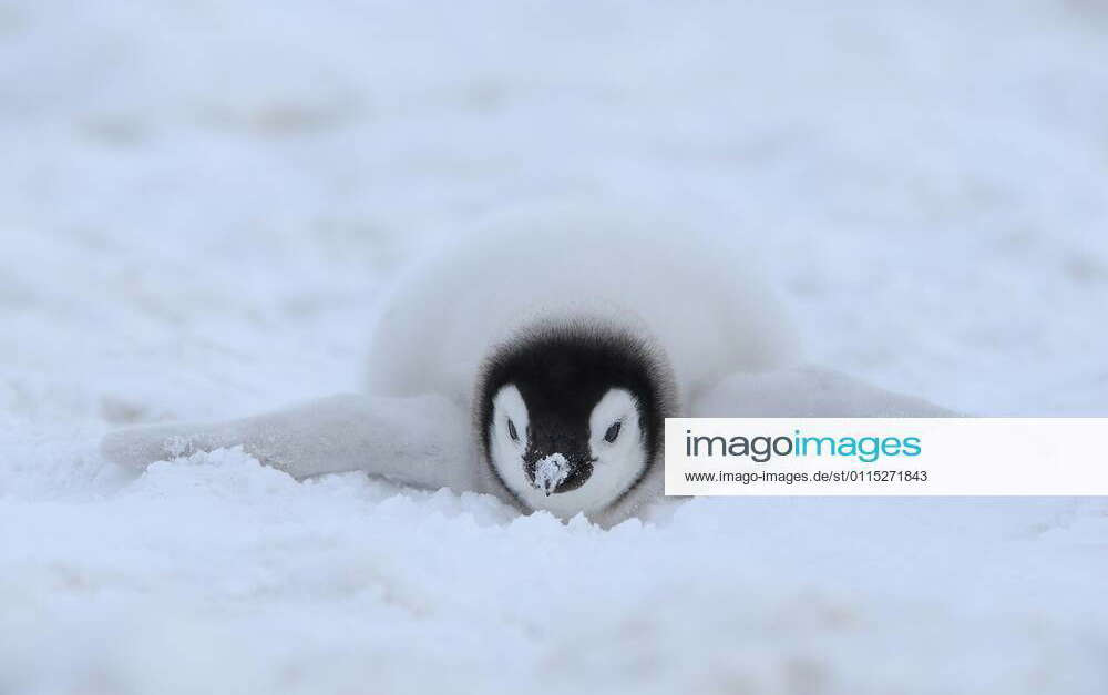 Emperor penguins, Aptenodytes forsteri, Chick is Lying on Ice, Snow ...