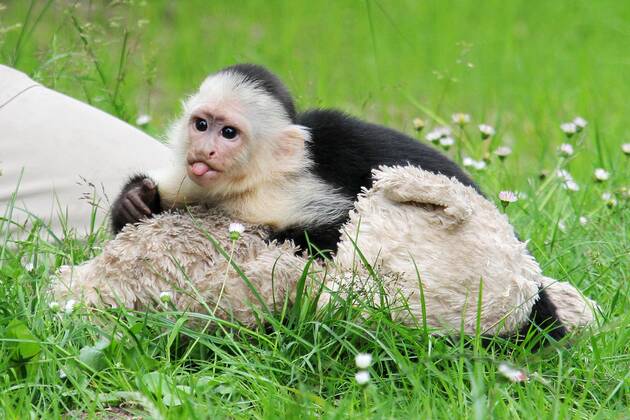 Mally, das ehemalige Äffchen von Justin Bieber, zum ersten Mal in der