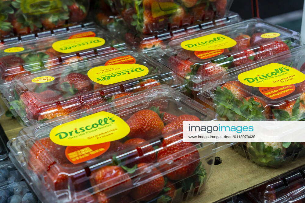 Strawberries at a fruit stand Driscoll s brand Mexico grown