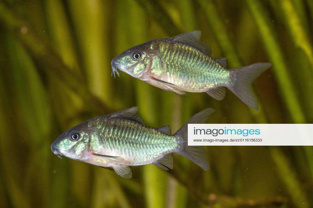 Emerald catfish Corydoras splendens, Brochis splendens, Callichthys  splendens , two swimming