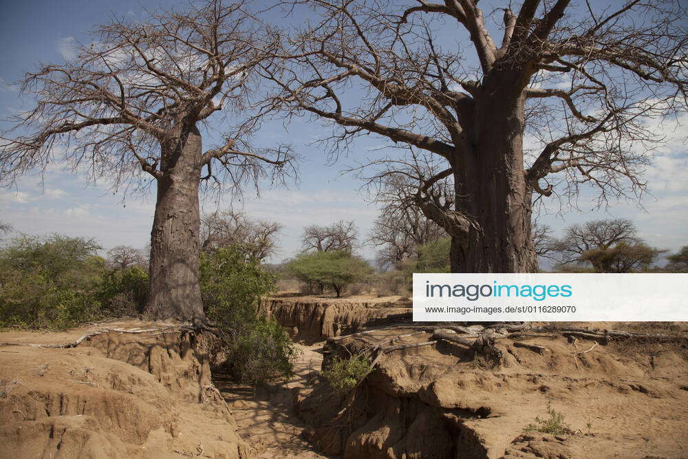 Tanzania: Hadzabe tribe in Lake Eyasi the territory where the Hadzabe ...