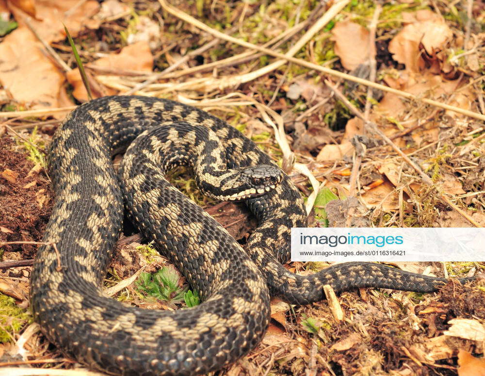 Schlange Kreuzotter, Vipera berus in Österreich