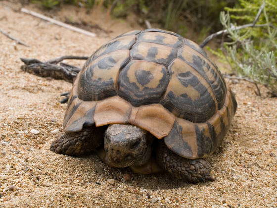 Griechische Landschildkroete (Testudo hermanni), Jungtier schluepft aus ...