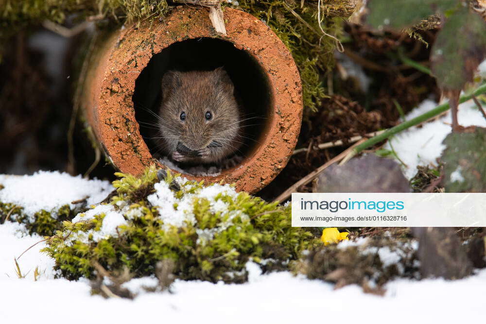 A Bank vole, eating a sunflower seed in an old land drainage pipe. On