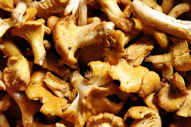 Echter Pfifferling, Eierschwamm, Reherl (Cantharellus cibarius ...